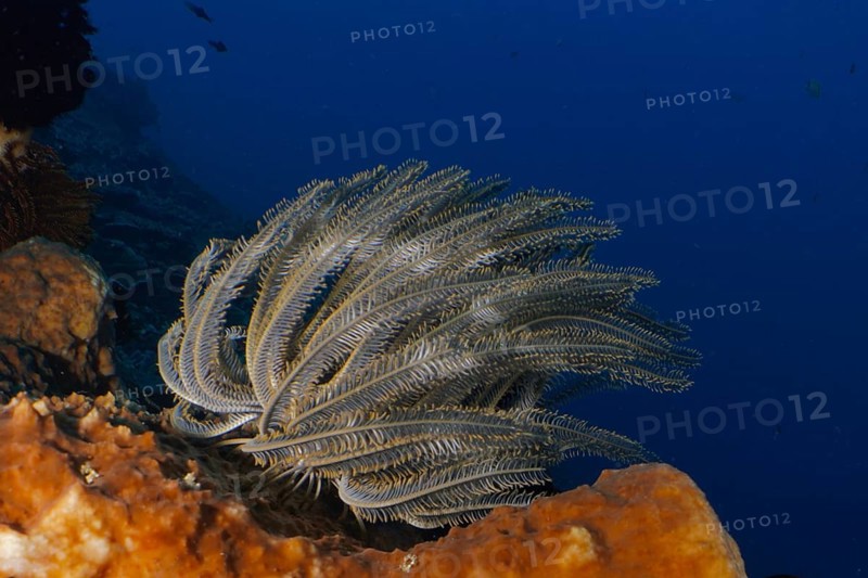 Underwater photo of Bushy feather star, Variable feather star (Comaster schlegelii) on a coral in the blue ocean. Dive site SD, Nusa Ceningan, Nusa Penida, Bali, Indonesia