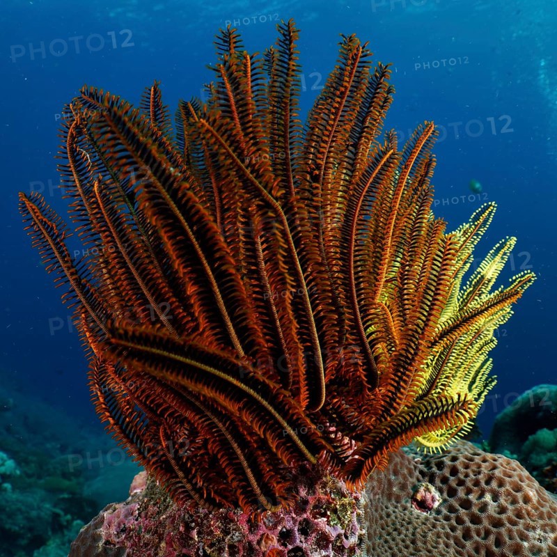 Bright yellow and brown starfish, Bushy feather star, Variable feather star (Comaster schlegelii), in the coral reef. Dive site SD, Nusa Ceningan, Nusa Penida, Bali, Indonesia