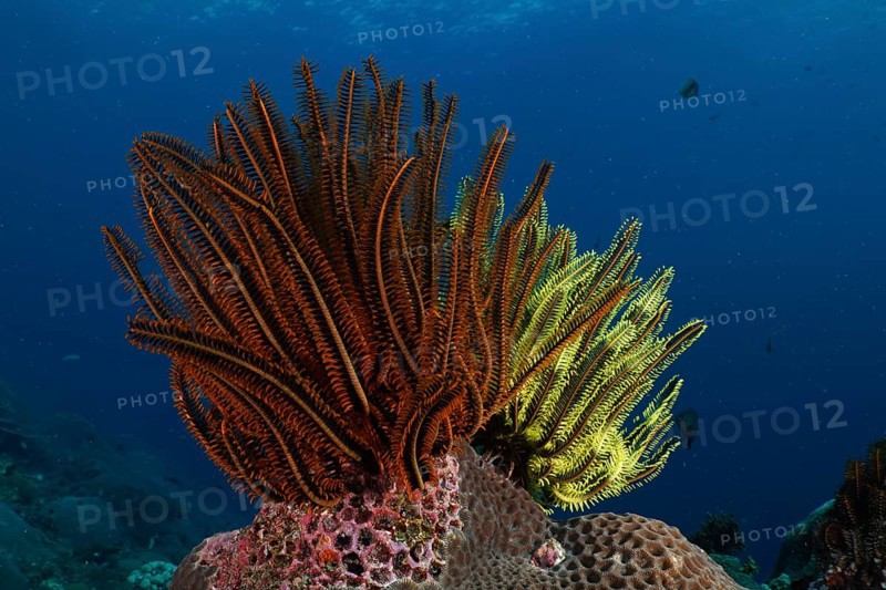 Shining starfish, Bushy feather star, Variable feather star (Comaster schlegelii), on a coral reef under water. Dive site SD, Nusa Ceningan, Nusa Penida, Bali, Indonesia