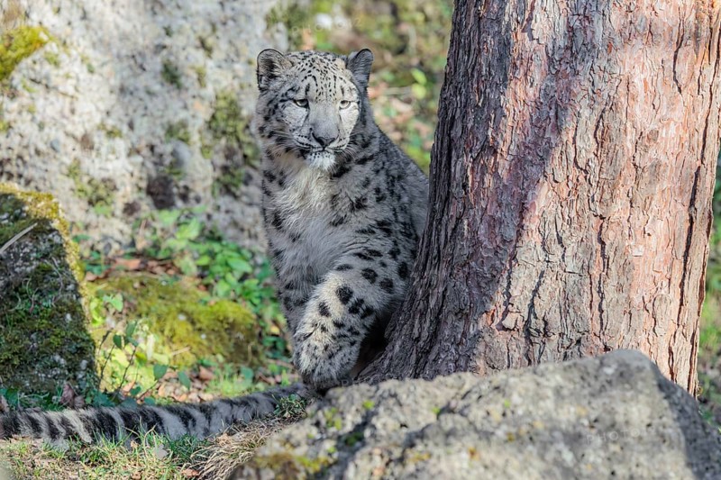 A snow leopard (Panthera uncia) stalks its siblings between rocks and trees in hilly terrain on a sunny day. Captive