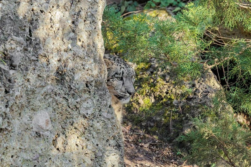 Perfect camouflage. A snow leopard (Panthera uncia) sits next to a rock in hilly terrain, blending in with its surroundings. Captive