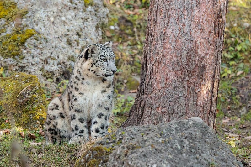 A snow leopard (Panthera uncia) sits on a sunny day between rocks next to a tree on hilly terrain, surrounded by green vegetation. Captive