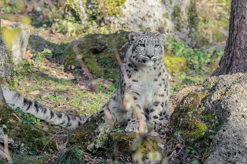 A snow leopard (Panthera uncia) stands on a rock next to a tree in hilly terrain on a sunny day. Captive