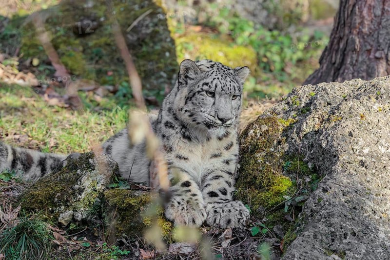 A snow leopard (Panthera uncia) rests on a rock in hilly terrain, surrounded by green vegetation. Captive
