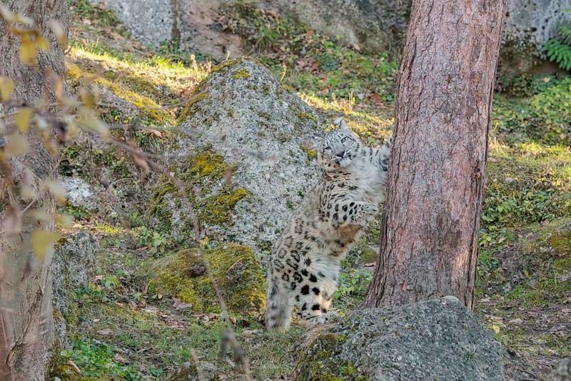 A snow leopard (Panthera uncia) stands on a sunny day between rocks next to a tree on hilly terrain, surrounded by green vegetation. Captive