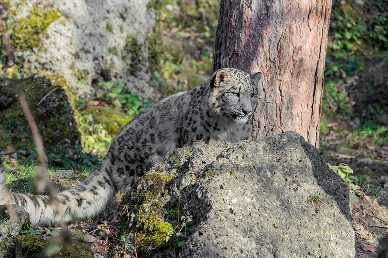 A snow leopard (Panthera uncia) sits on a sunny day between rocks next to a tree on hilly terrain Captive