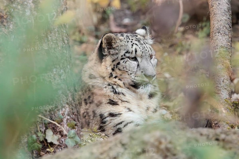 A snow leopard (Panthera uncia) rests among rocks and trees in hilly terrain, surrounded by green vegetation. Captive