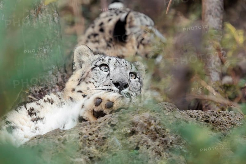 Two young snow leopards (Panthera uncia) rest on a rock in hilly terrain, surrounded by green vegetation. One looks up at the sky. Captive