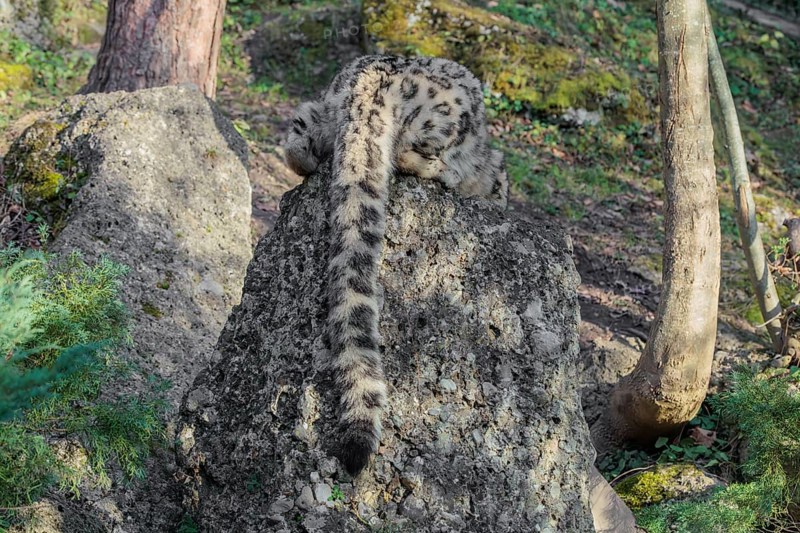 A snow leopard (Panthera uncia) rest on a rock next to a tree in hilly terrain. Only its back and long tail can be seen. Captive