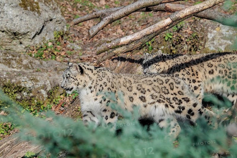 Two snow leopards (Panthera uncia) run side by side on a sunny day along a mountainside between rocks and trees. Captive