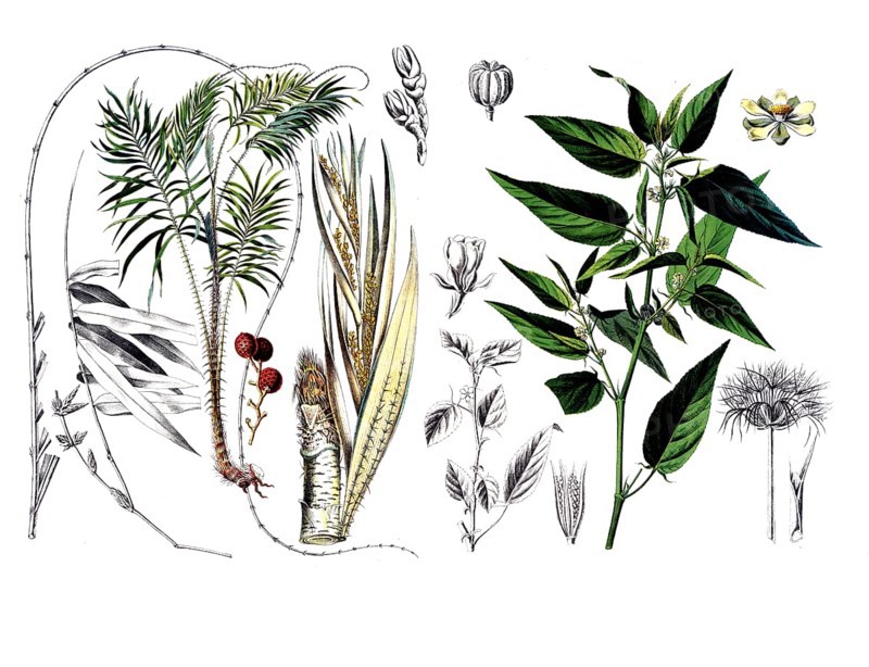 Useful plants, cultivated plants, dragon rotang, calmus draco and capsular jute, Corchorus capsularis, school picture, authentic reproduction of a school mural, around 1920, exact date unknown, historical
