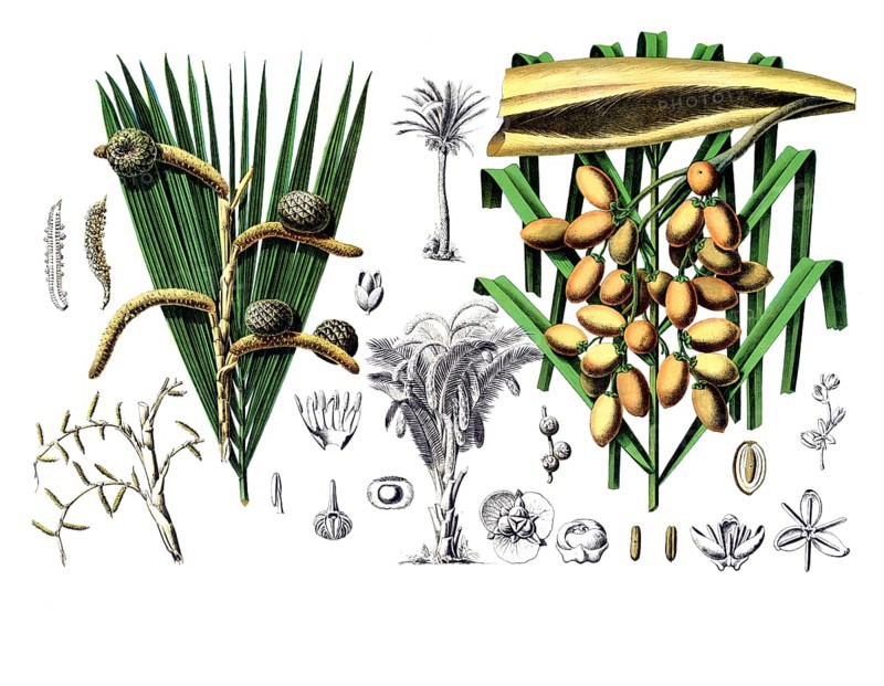Useful plants, cultivated plants, sago palm, sagus rumphii and common date palm, Phoenix dactilifera, school picture, authentic reproduction of a school mural, around 1920, exact date unknown, historical