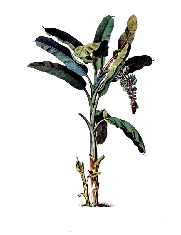 Useful plants, cultivated plants, common Pisang, Musa paradisiaca, school picture, authentic reproduction of a school mural, around 1920, exact date unknown, historical
