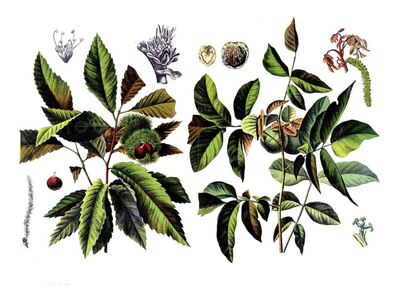 Useful plants, cultivated plants, chestnut, castanea vesca and walnut, Juglans regia, school picture, authentic reproduction of a school wall painting, around 1920, exact date unknown, historical