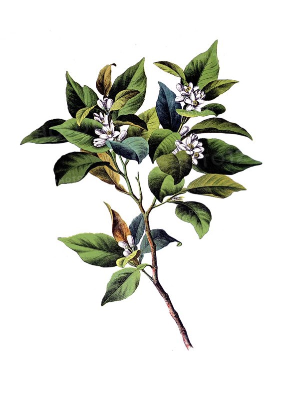 Useful plants, cultivated plants, bitter orange tree, citrus vulgaris, school picture, authentic reproduction of a school mural, around 1920, exact date unknown, historical