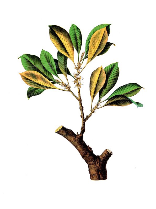 Useful plants, cultivated plants, gutta percha tree, Isonandra gutta, school picture, authentic reproduction of a school mural, around 1920, exact date unknown, historical
