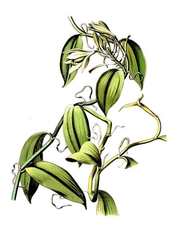 Useful plants, cultivated plants, vanilla, vanilla planifolia, school picture, authentic reproduction of a school mural, around 1920, exact date unknown, historical