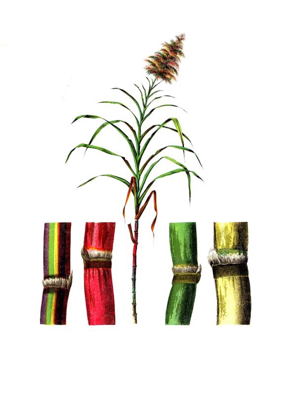 Useful plants, cultivated plants, sugar cane, Saccarum officinarum, school picture, authentic reproduction of a school mural, around 1920, exact date unknown, historical
