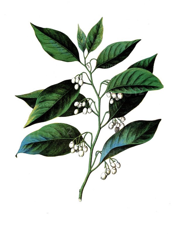 Useful plants, cultivated plants, nutmeg, myristica moschata, school picture, authentic reproduction of a school mural, around 1920, exact date unknown, historical