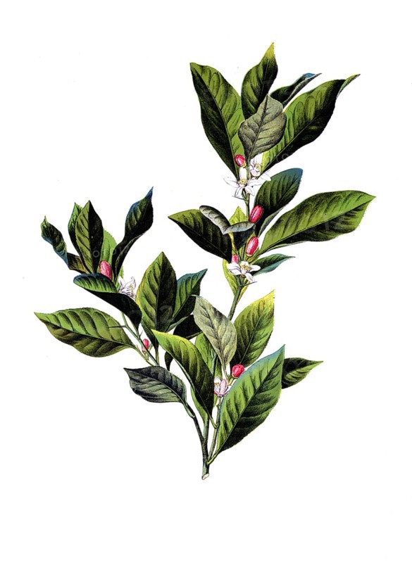 Useful plants, cultivated plants, lime, citrus limonum, school picture, authentic reproduction of a school mural, around 1920, exact date unknown, historical