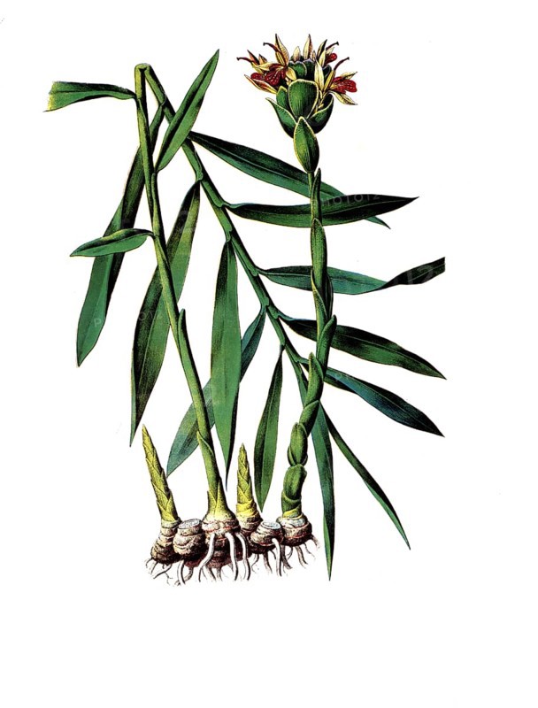 Useful plants, cultivated plants, ginger, Zingiber officinale, school picture, authentic reproduction of a school mural, around 1920, exact date unknown, historical