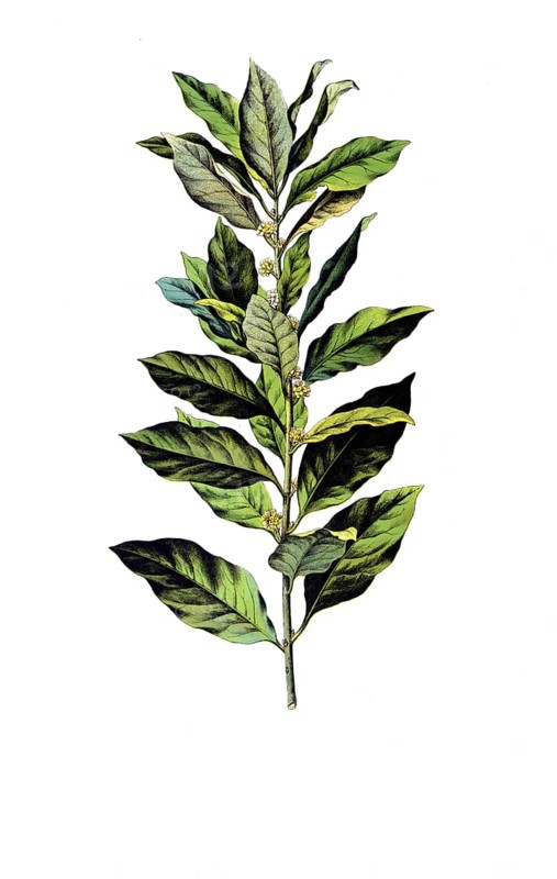 Useful plants, cultivated plants, laurel, Laurus nobilis, school picture, authentic reproduction of a school mural, around 1920, exact date unknown, historical