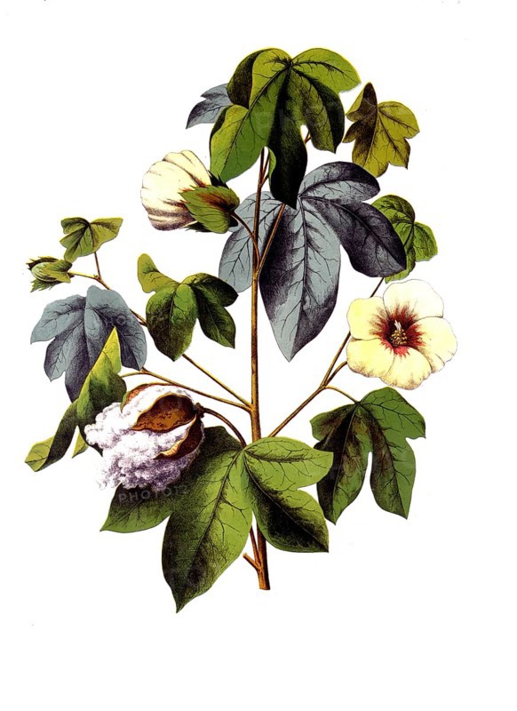 Useful plants, cultivated plants, cotton, Gossypium herbaceum, school picture, authentic reproduction of a school mural, around 1920, exact date unknown, historical