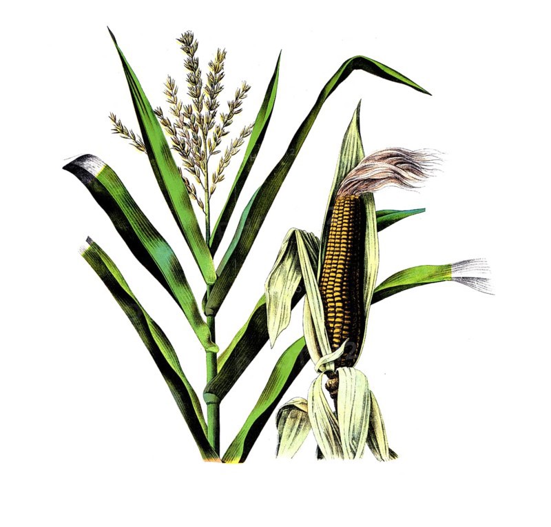 Crop plants, maize, zea maize, school picture, authentic reproduction of a school mural, around 1920, exact date unknown, historical