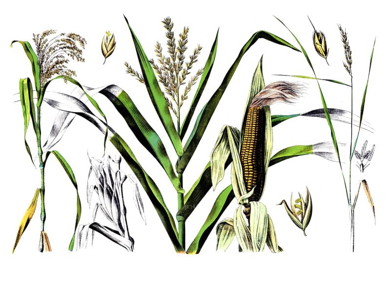 Useful plants, cultivated plants, millet, Panicum miliaceum and maize, zea maize and rice, Oryza sativa, school picture, authentic reproduction of a school mural, around 1920, exact date unknown, historical