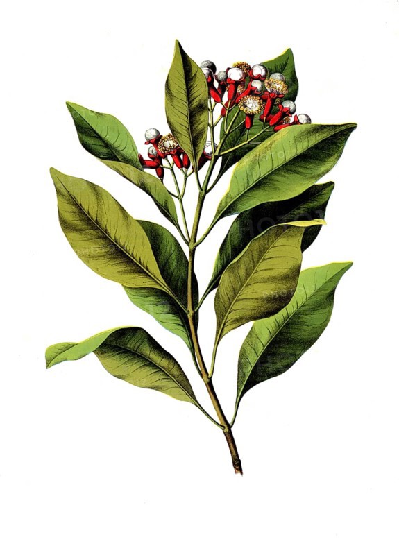 Useful plants, cultivated plants, clove tree, Caryophyllus aromaticus, school picture, authentic reproduction of a school mural, around 1920, exact date unknown, historical