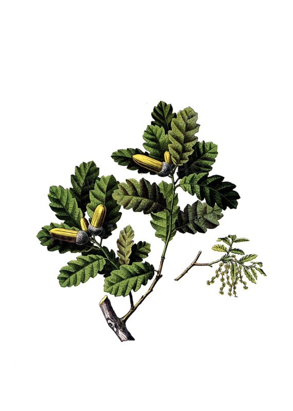 Useful plants, cultivated plants, gall apple oak, Quercus infectoria, school picture, authentic reproduction of a school mural, around 1920, exact date unknown, historical