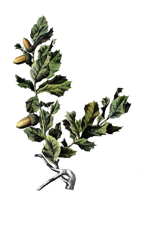 Useful plants, cultivated plants, cork oak, Quercus suber, school picture, authentic reproduction of a school mural, around 1920, exact date unknown, historical