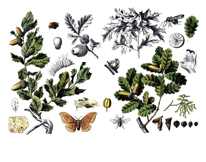 Useful plants, cultivated plants, cork oak, Quercus suber and gall apple oak, Quercus infectoria, school picture, authentic reproduction of a school wall painting, around 1920, exact date unknown, historical