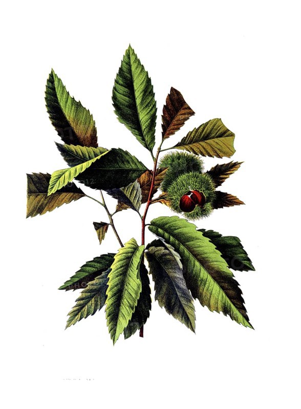 Useful plants, cultivated plants, chestnut, castanea vesca, school picture, authentic reproduction of a school mural, around 1920, exact date unknown, historical