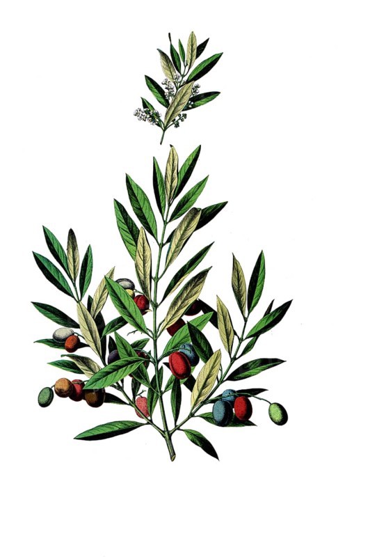 Useful plants, cultivated plants, olive tree, Olea europaea, school picture, authentic reproduction of a school mural, around 1920, exact date unknown, historical