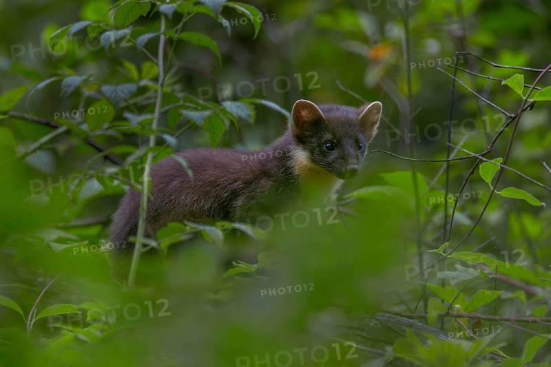 This young pine marten (Martes martes) has probably only recently started hunting on its own, baby animals, cute, cute, Germany