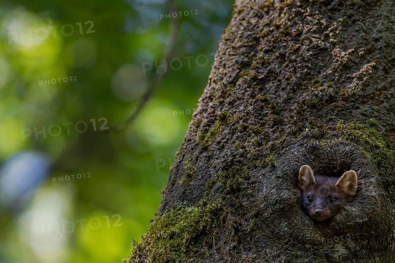 A young pine marten (Martes martes) looks curiously out of a tree hollow, animal children, cute, cute, Germany