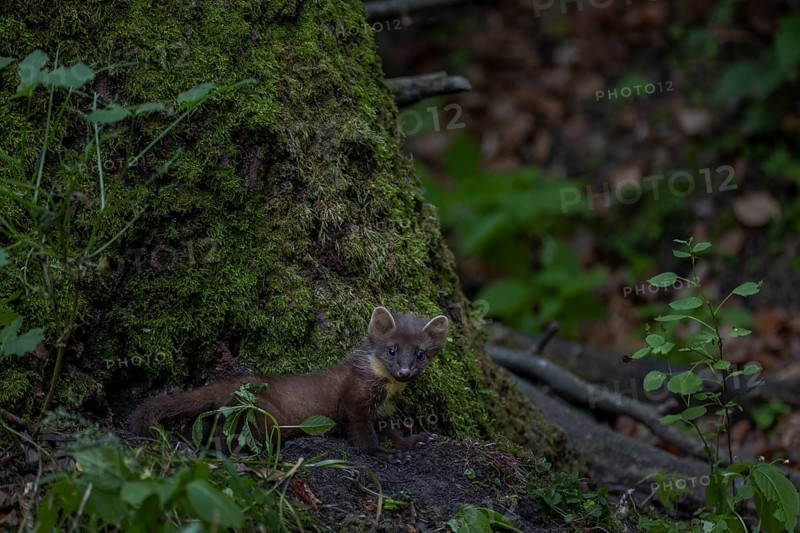 A young pine marten (Martes martes) at the foot of an oak tree, in which the birth den is, animal children, sweet, cute, Germany