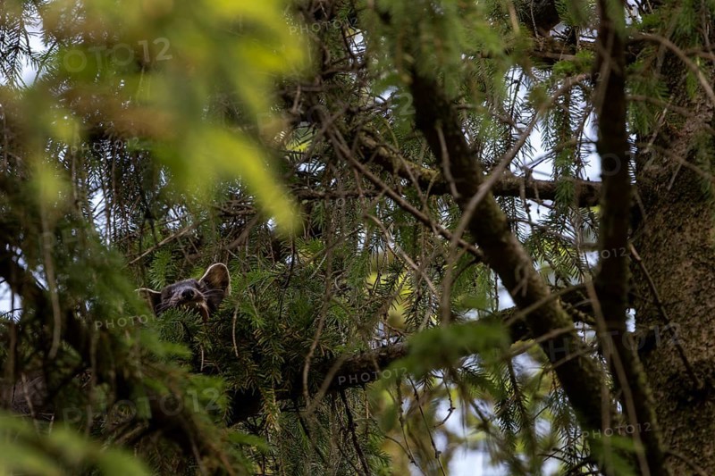 The pine marten (Martes martes) has visibly made itself comfortable on the spruce branch and is yawning, sleeping place, Denmark
