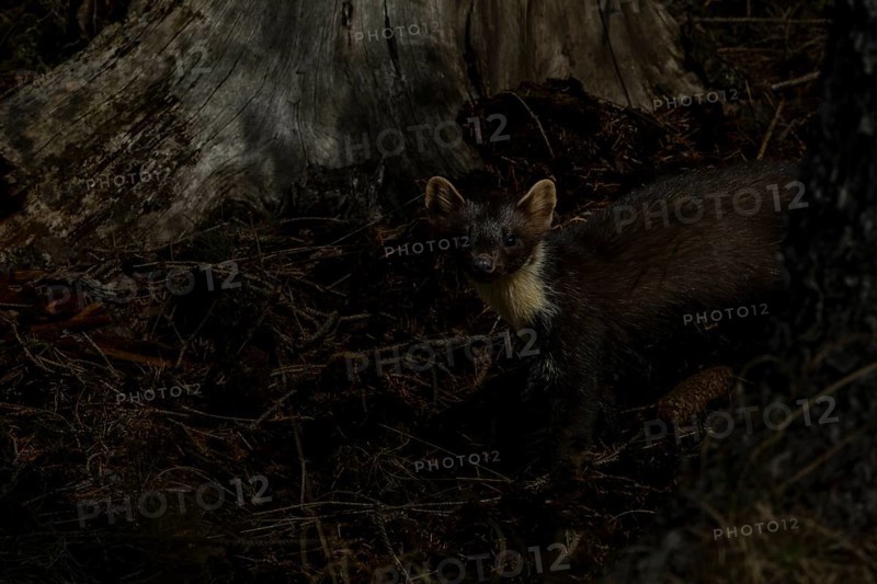 At dusk, the pine marten (Martes martes) goes hunting, night, moonlight, hunting, Denmark