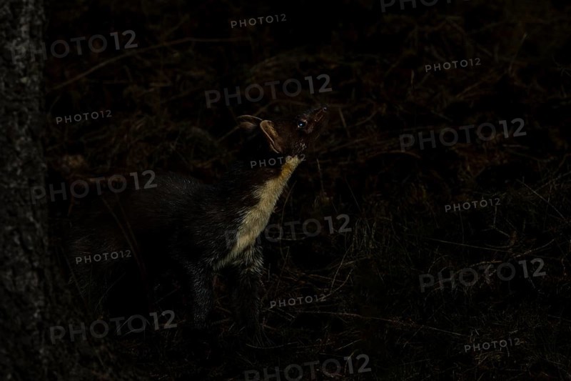 Something in the treetops attracts the attention of the pine marten (Martes martes), perhaps a pigeon is resting there, night, moonlight, hunting, Denmark