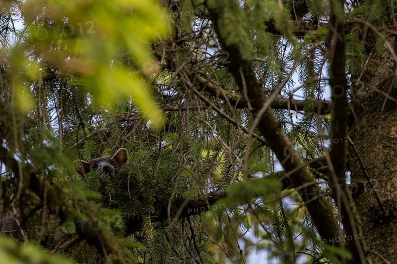 The pine marten (Martes martes) has visibly made itself comfortable on the spruce branch, sleeping place, Denmark