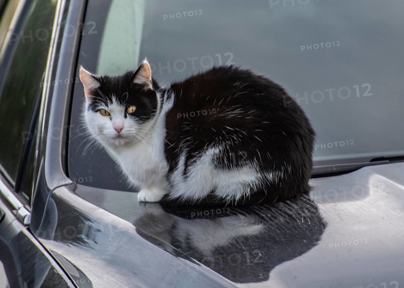 Cat lying on warm hood of a car in Ystad, Skåne County, Sweden, Scandinavia