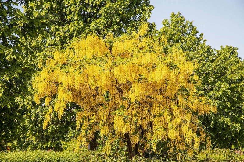 Flowering Golden chain (Laburnum) or Golden rain in Ystad, Skåne county, Sweden, Scandinavia