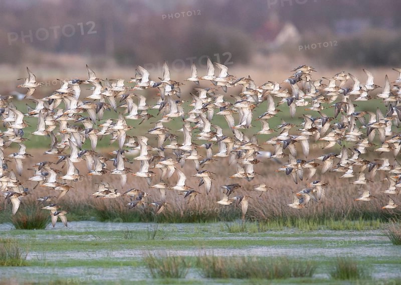 Large flock of ruff (Calidris pugnax) in flight over a grassy landscape, Dümmer nature park Park, Lower Saxony, Germany