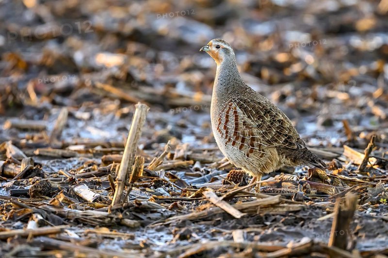 A grey partridge (Perdix perdix) stands on a ground covered with maize stubble in the cold season, Dümmer nature park Park, Lower Saxony, Germany
