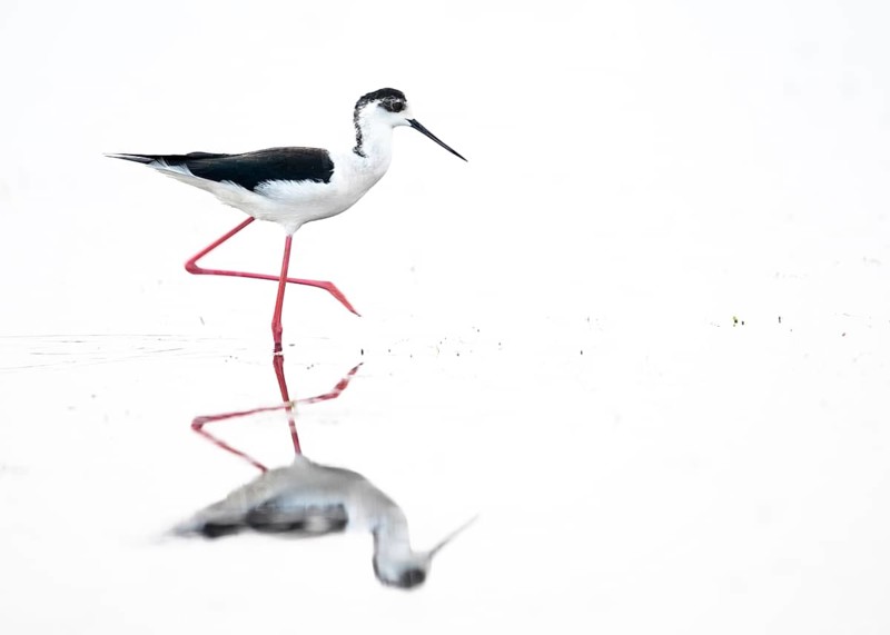 A black-winged Black-winged Stilt (Himantopus himantopus) walks elegantly in the water, its silhouette reflected in the water, high key image in white surroundings Dümmer nature park Park, Lower Saxony, Germany