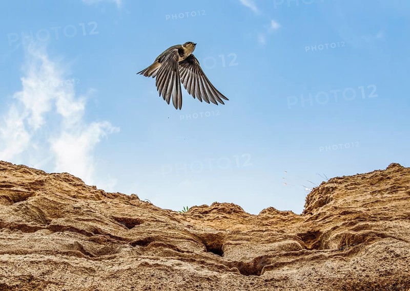 A sand martin (Riparia riparia) flies into the blue sky over a sand excavation with nesting burrows in the Hunter ground, Osnabrücker Land, Lower Saxony, Germany