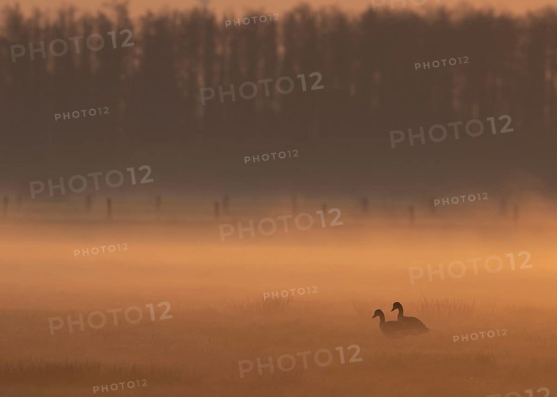 Two greylag geese (Anser anser) stand in the soft morning mist on a meadow, framed by a forest silhouette in the background, Dümmer nature park Park, Lower Saxony, Germany