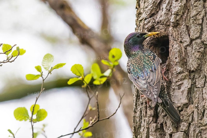 Starling (Sturnus vulgaris) at the entrance to its breeding den on a tree trunk Alder (Alnus glutinosa) with fresh green leaves in spring, rich in detail, Dümmer nature park Park, Lembruch, Lower Saxony, Germany